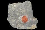 Top Quality, Red Declivolithus Trilobite - Mecissi, Morocco #170757-1
